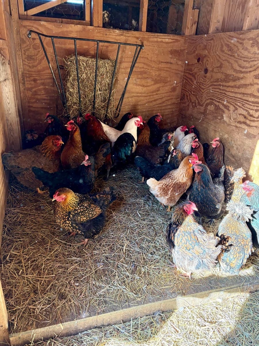 Children at Sprouts Farm and Forest Learning