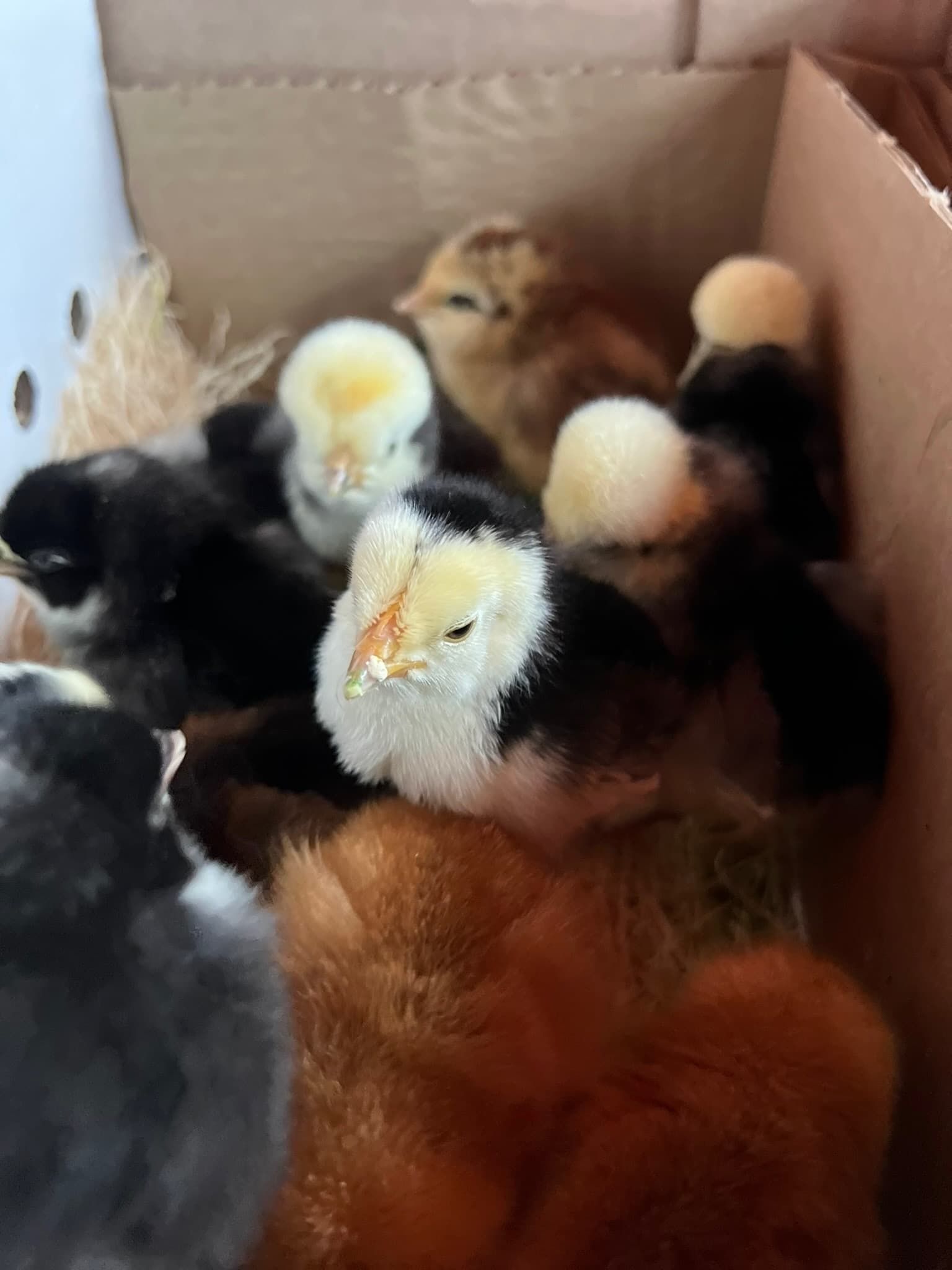 Children at Sprouts Farm and Forest Learning