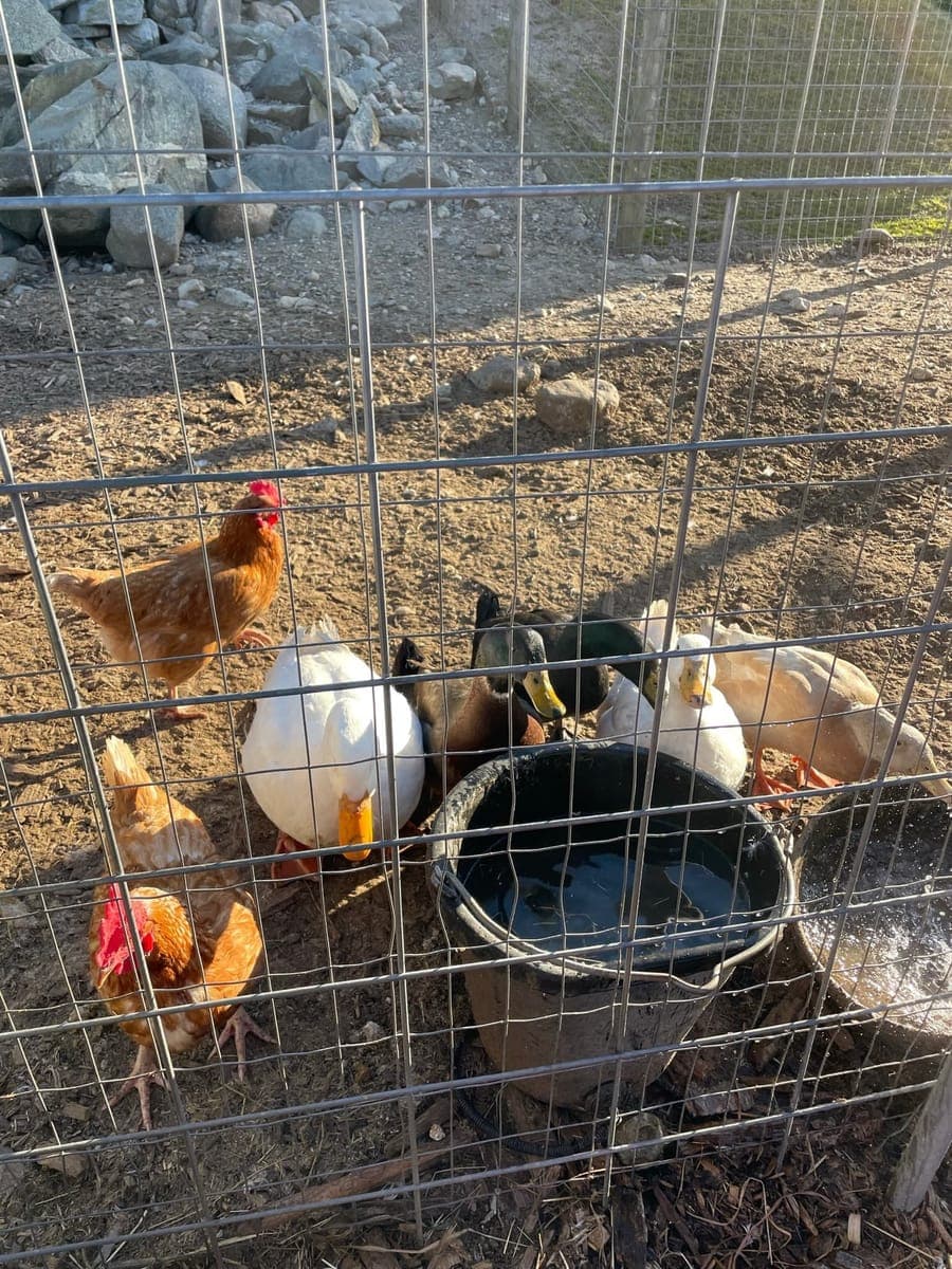 Children at Sprouts Farm and Forest Learning