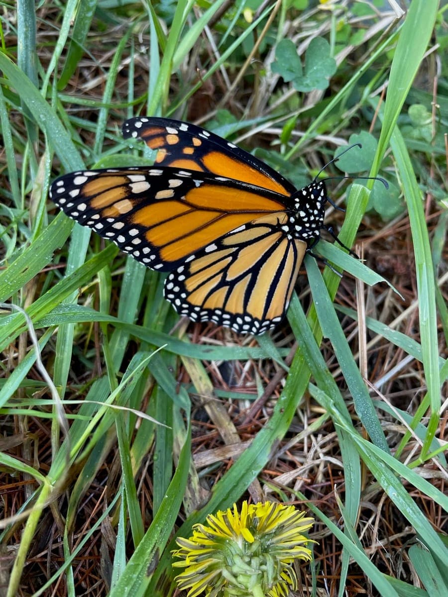 Children at Sprouts Farm and Forest Learning