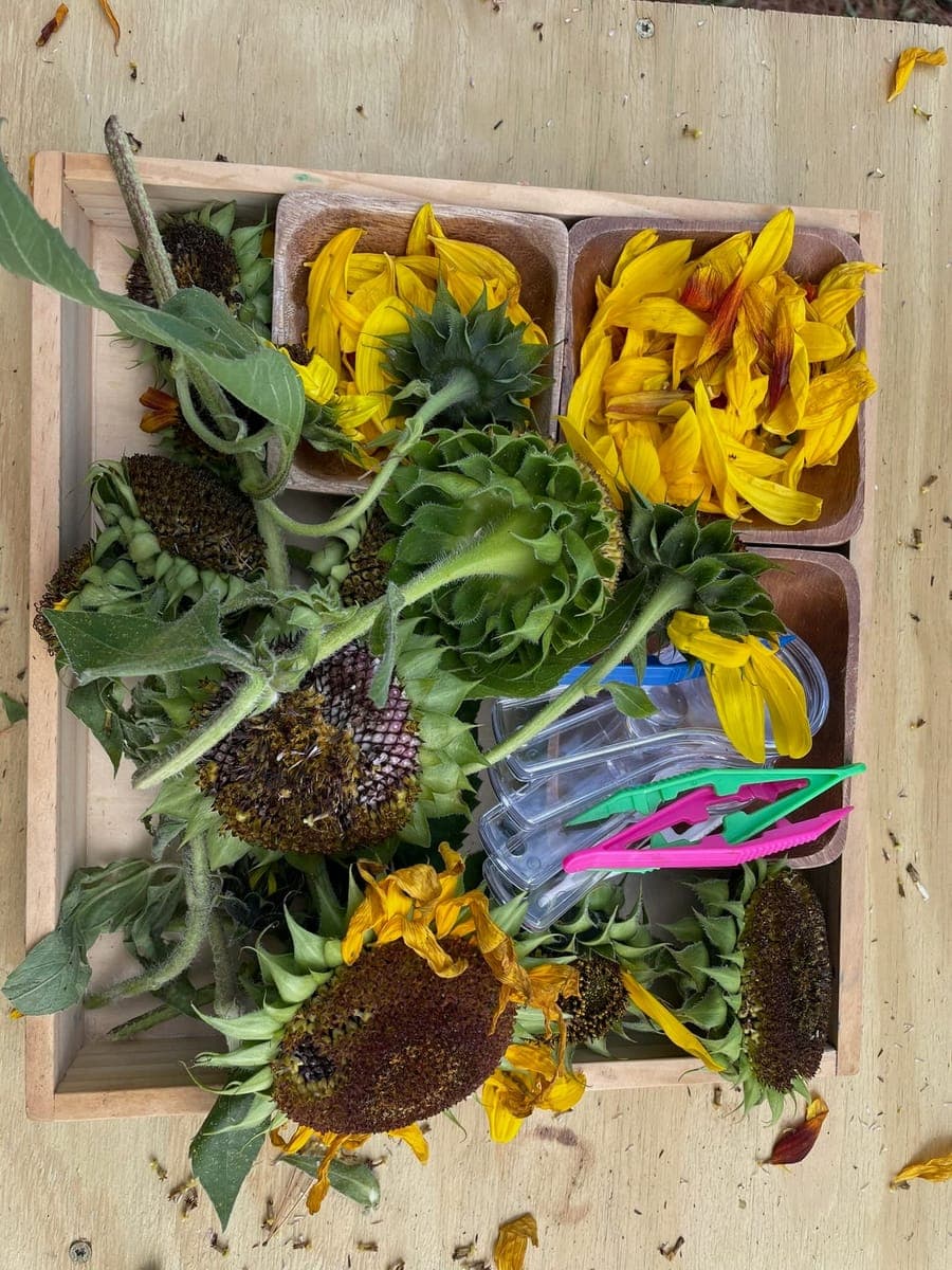 Children at Sprouts Farm and Forest Learning