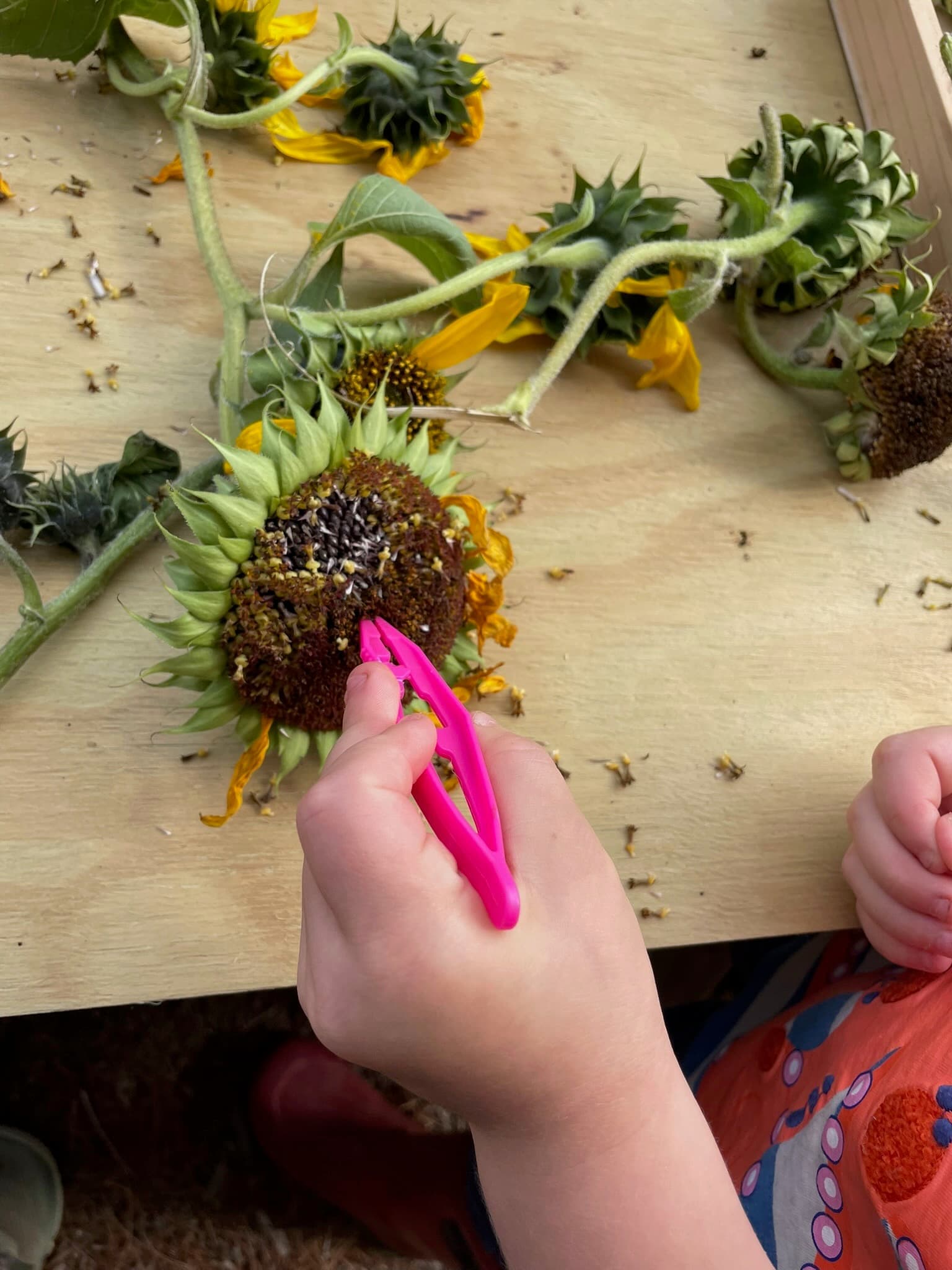 Children at Sprouts Farm and Forest Learning