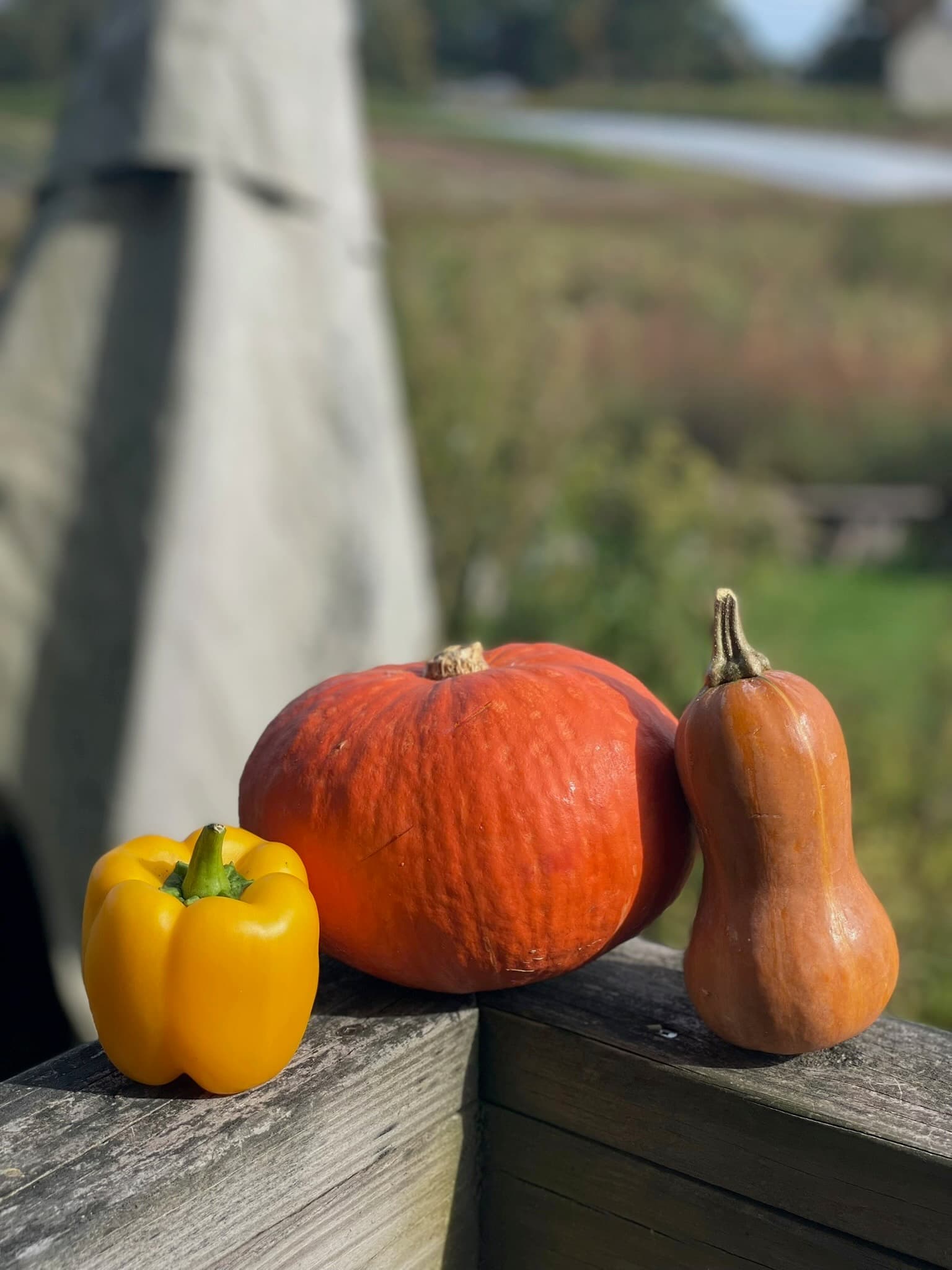 Children at Sprouts Farm and Forest Learning