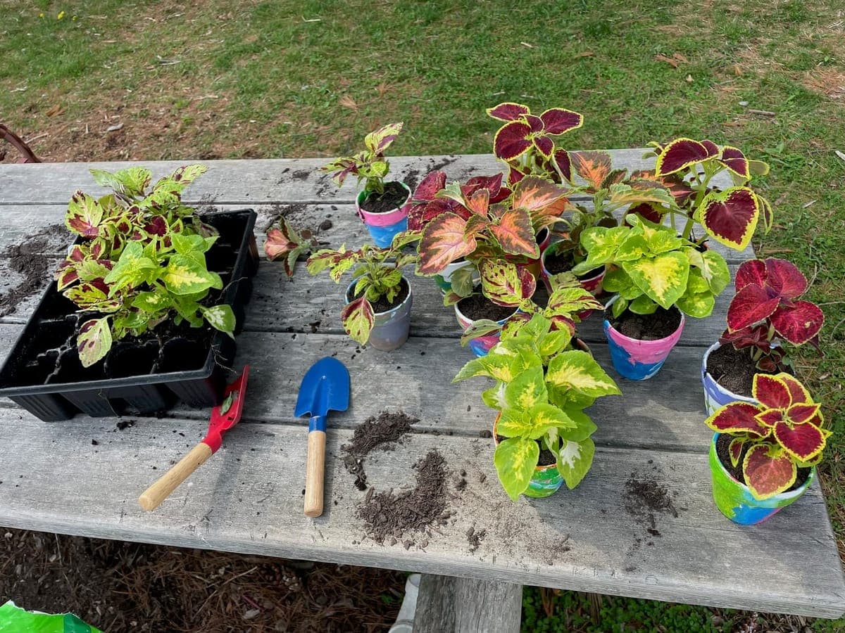 Children at Sprouts Farm and Forest Learning