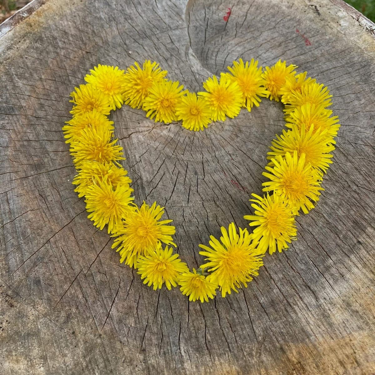 Children at Sprouts Farm and Forest Learning