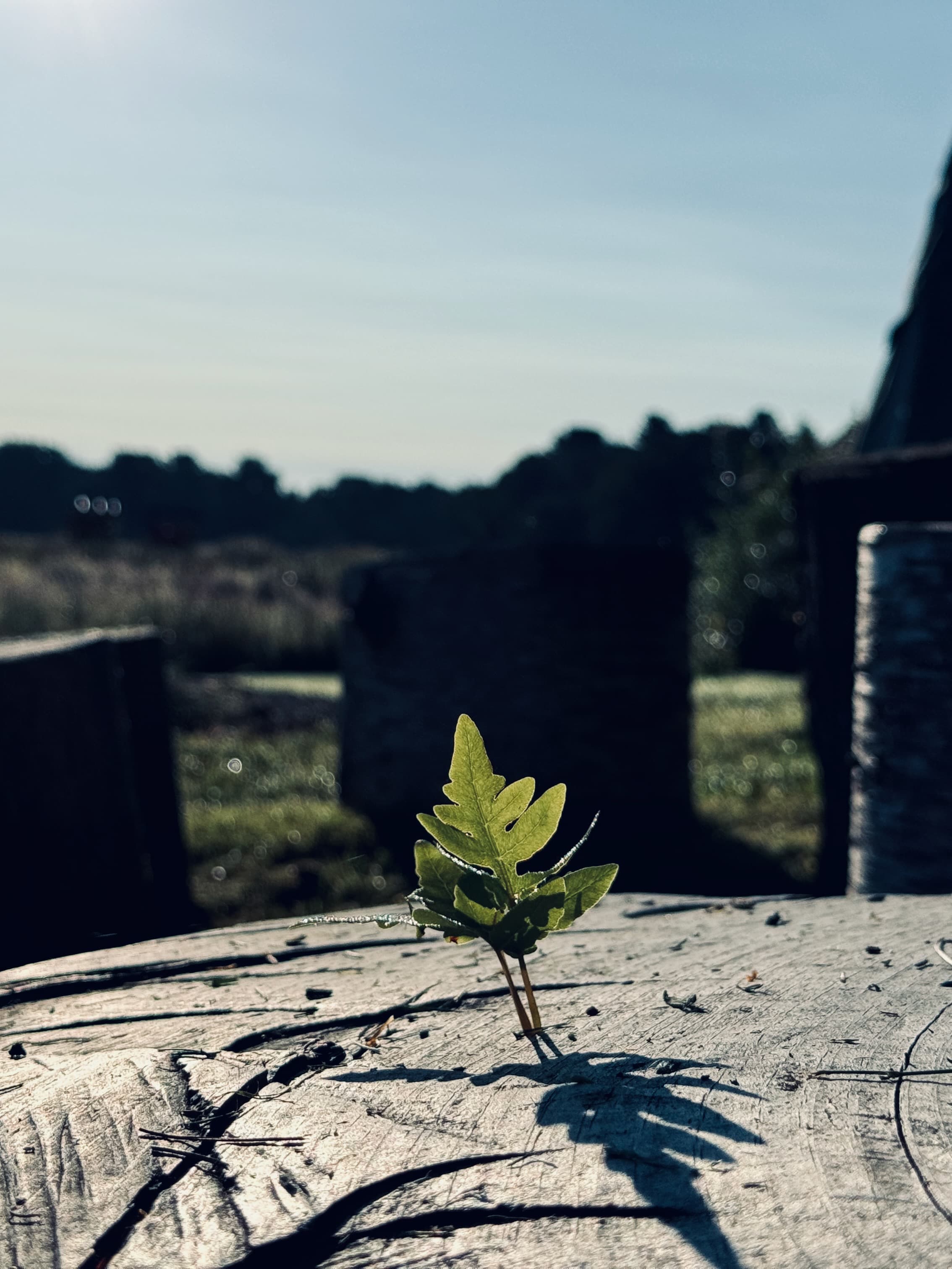 A small plant sprouting from a log, representing growth and nature connection